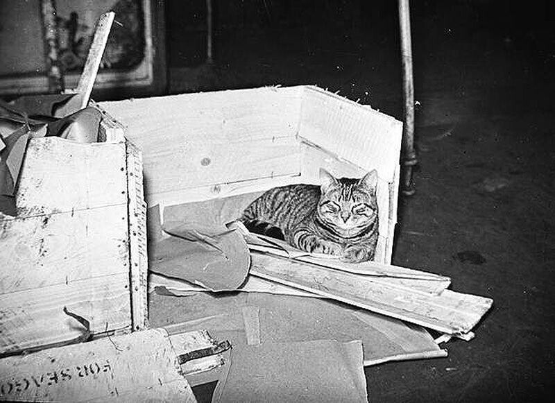 Кот Виски — талисман и любимец экипажа корабля «Дюк оф Йорк», 1940-ые гг.