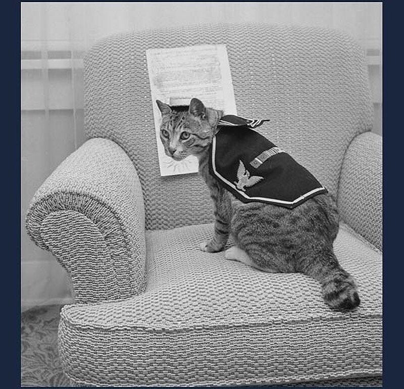 Ветеран Второй мировой войны — кошка Пули, которая получила три ордена и четыре боевые звезды. Это фото было сделано в 1959 году, когда Пули было уже 15 лет.