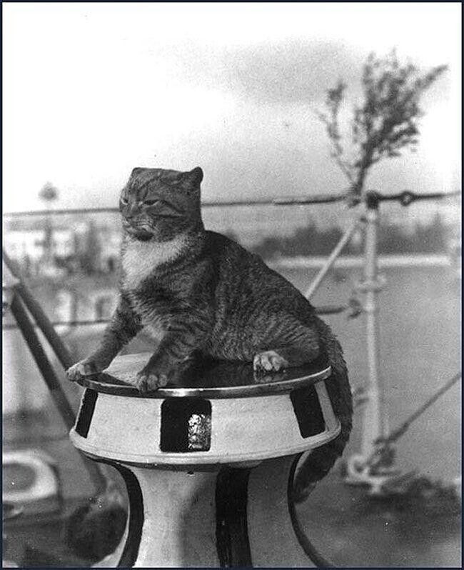 Важный кот Уокл на якорном шпиле на корабле «Flusser» в Венеции, Италия, 1924−1925 гг.