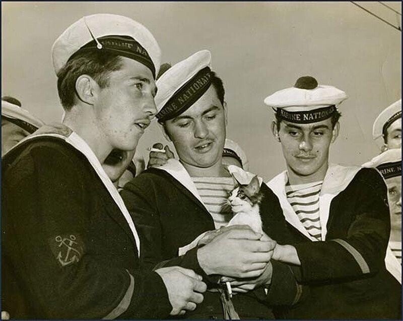 Французские моряки с котенком, Сиэтл, 1950 год.