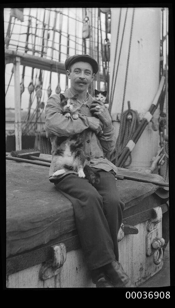 Моряк с кошкой и котенком, 1910 год. (Sam Hood)