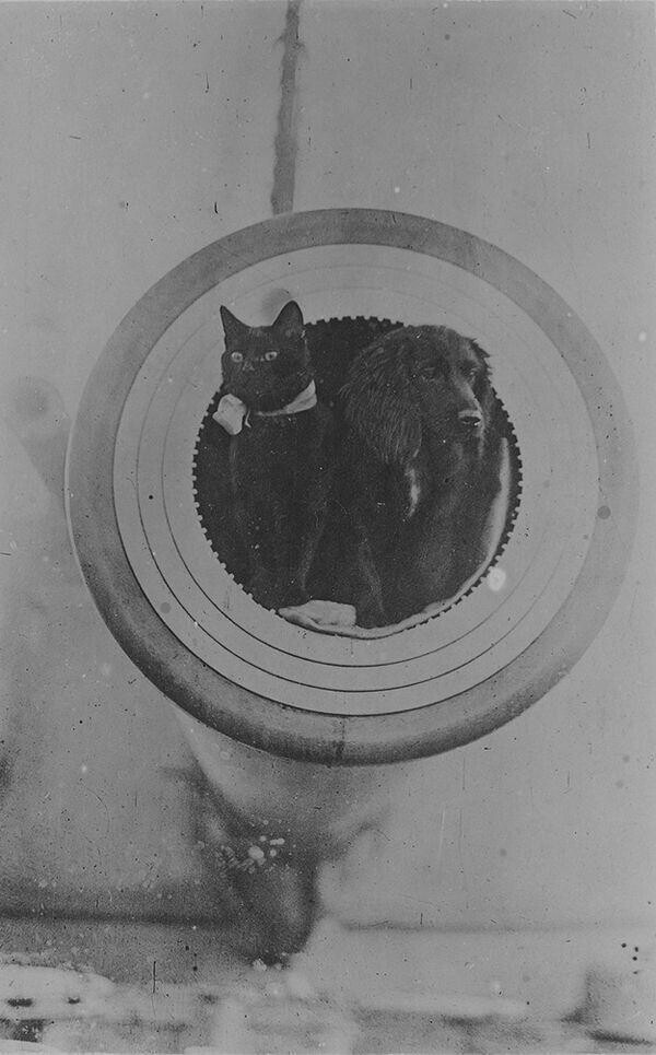 Черный кот и спаниель на борту корабля «Barham», ок.1916 года.