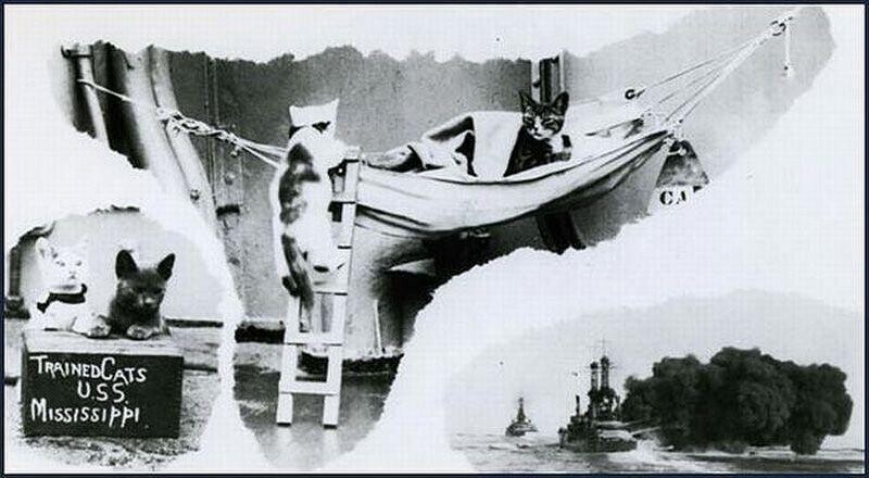 Дрессированные кошечки на линкоре «USS Mississippi» даже умели забираться по лестнице в собственный гамак. Ок. 1925 года.