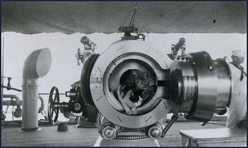 Кошки играют в корабельном орудии. Снимок сделан незадолго до Первой Мировой войны.