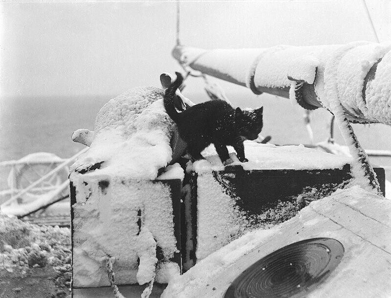 Котенок на яхте «Утро», 1902 год.