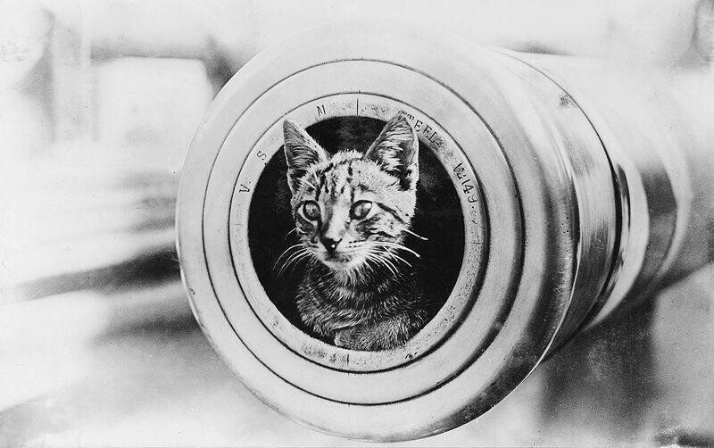 Котенок на корабле «Encounter» в 1916 году.