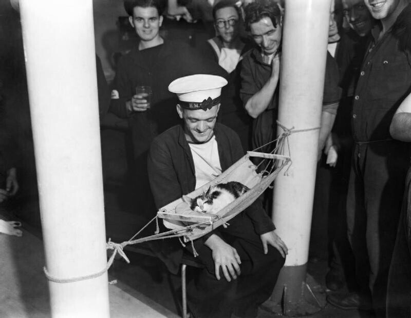 Сколько умиления на лицах моряков, окруживших любимого кота в гамаке, на борту корабля «Гермиона» в ноябре 1941 года.