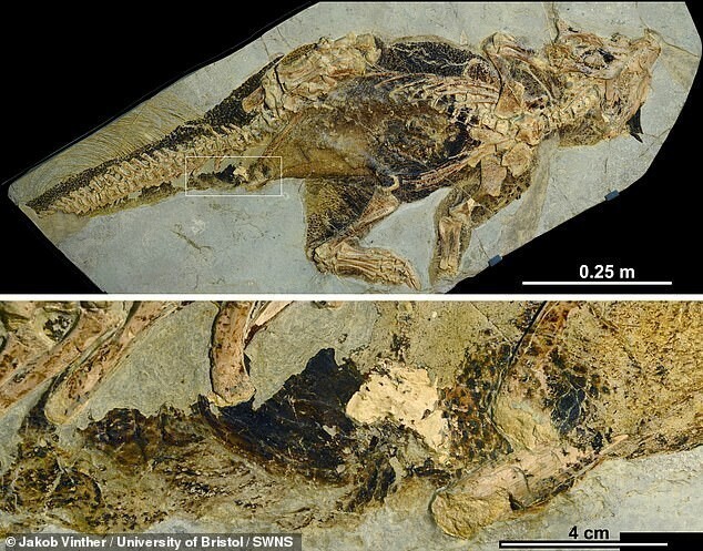 Палеонтологи впервые реконструировали клоаку динозавра