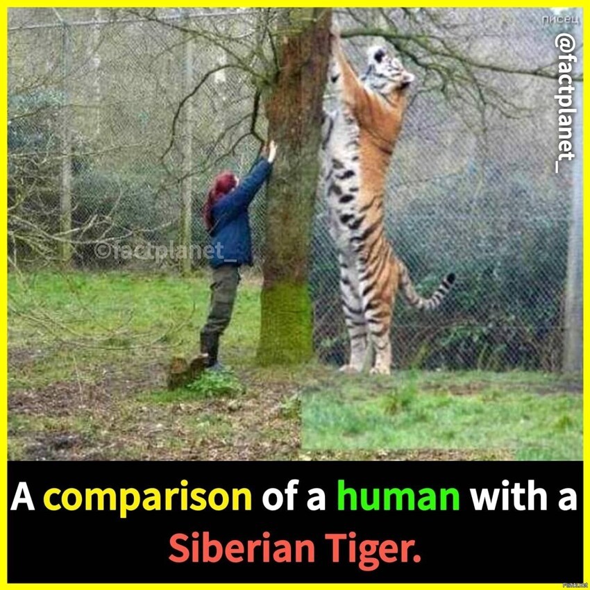 Сравнение человечика с амурским тигром