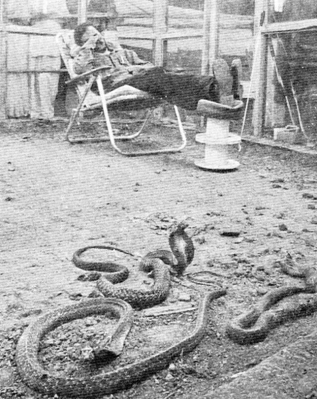 История индийца, который пробыл 72 часа в комнате с 72 ядовитыми змеями
