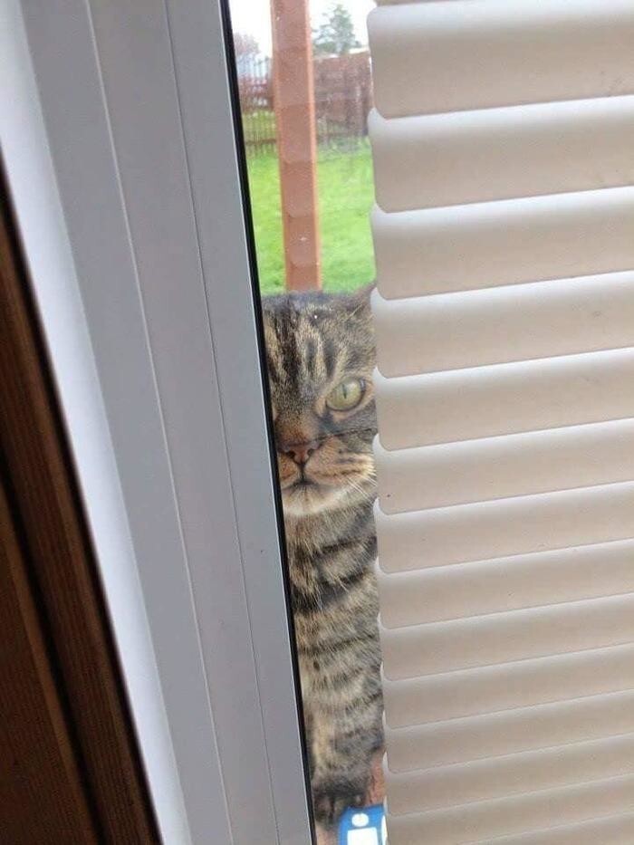 Коты за окном