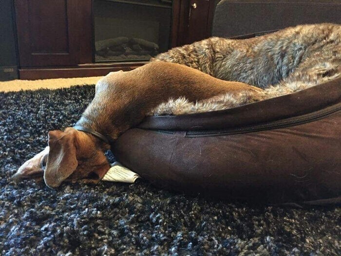 30 уморительных собак, которые заснули в самых странных позах