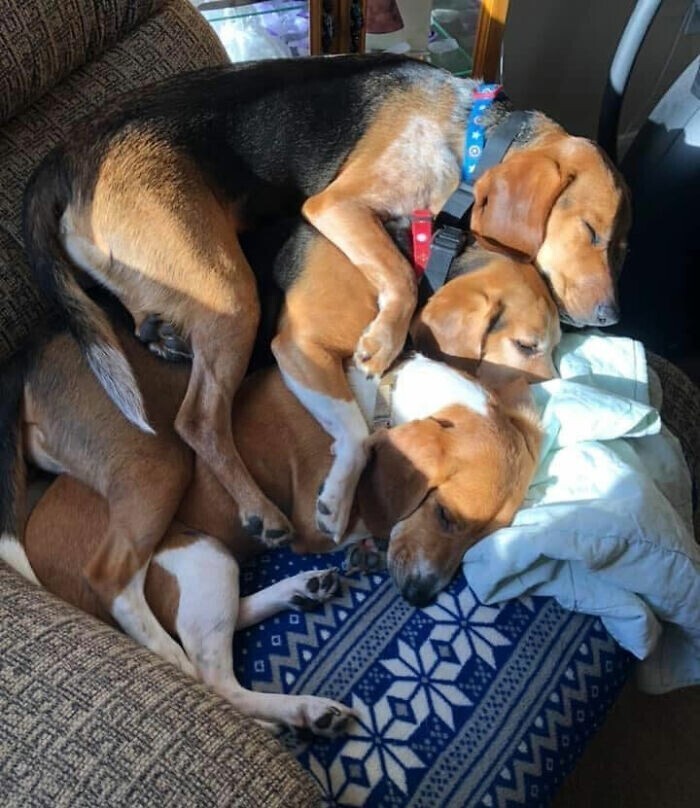 30 уморительных собак, которые заснули в самых странных позах