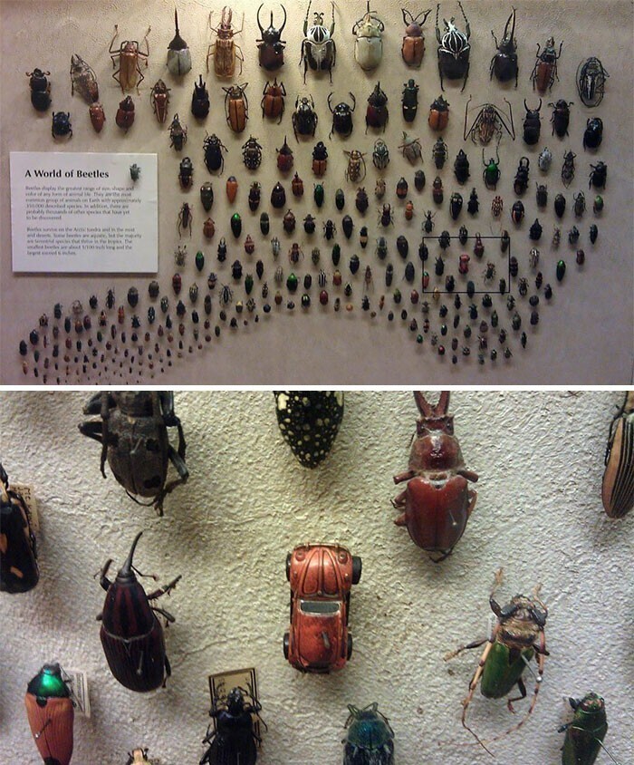 Коллекция жуков: "фольксваген-жук" не забыт!
