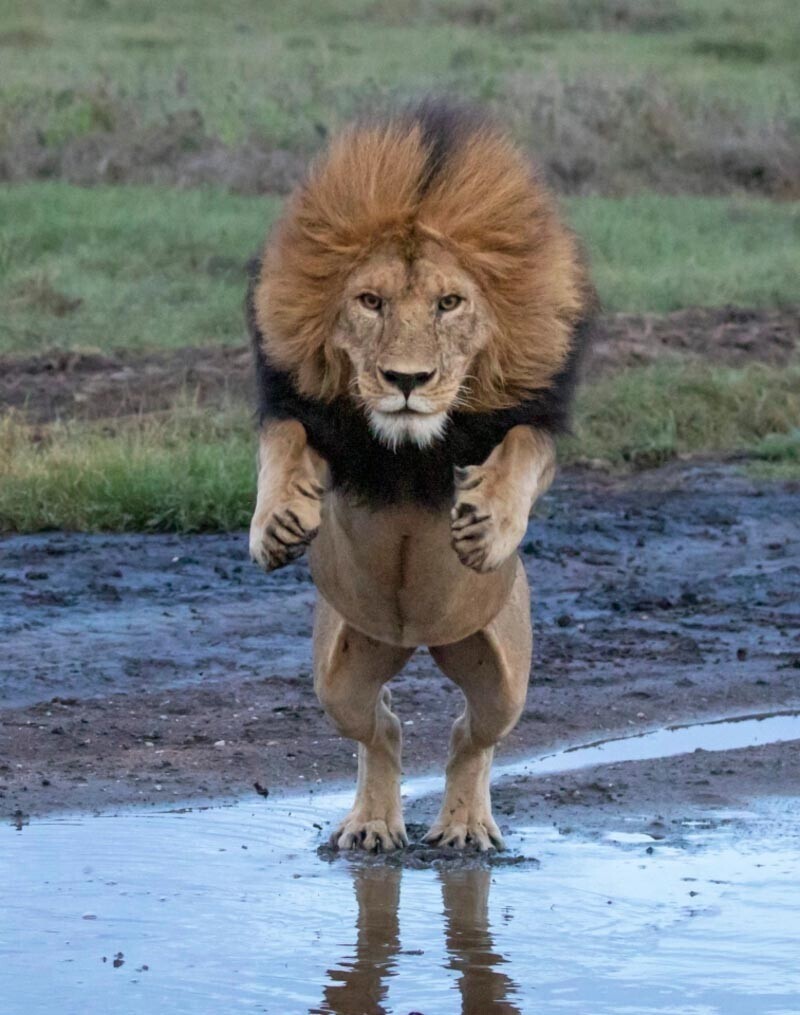 "Как мощны мои лапищи!": прыжок льва через ручей