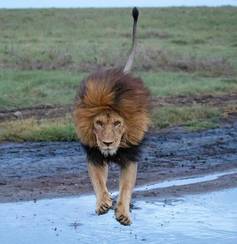 "Как мощны мои лапищи!": прыжок льва через ручей