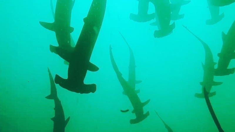 Дайвер стал свидетелем подводного шоу, в котором приняли участие 200 акул-молотов