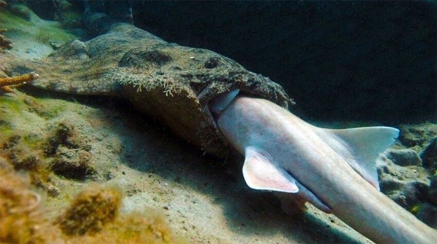 Ковровая акула: Коврик, который точно не даст вытирать об себя ноги. Опасная рыба со способностью ползать по суше