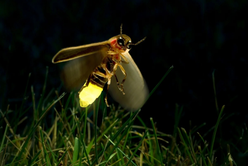 Светлячок-фотурис: Самое хитрое насекомое, что я встречал. Сложнейшая схема убийств и соблазнений