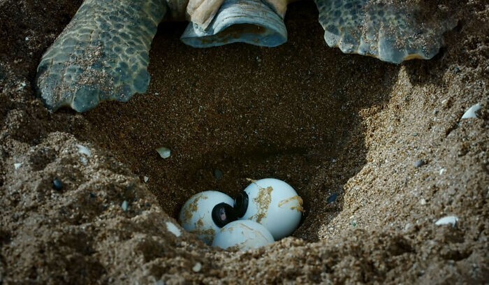 "Шпионка" откладывает яйца, которые на самом деле являются шариками со встроенными камерами