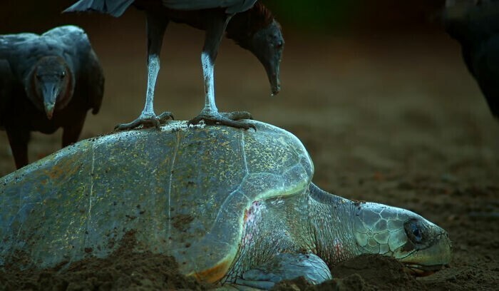 К морским черепахам подселили невероятно реалистичную "черепаху-шпионку"