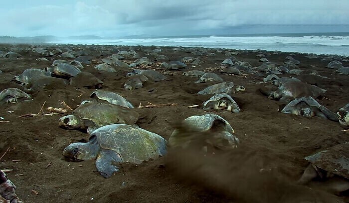 К морским черепахам подселили невероятно реалистичную "черепаху-шпионку"