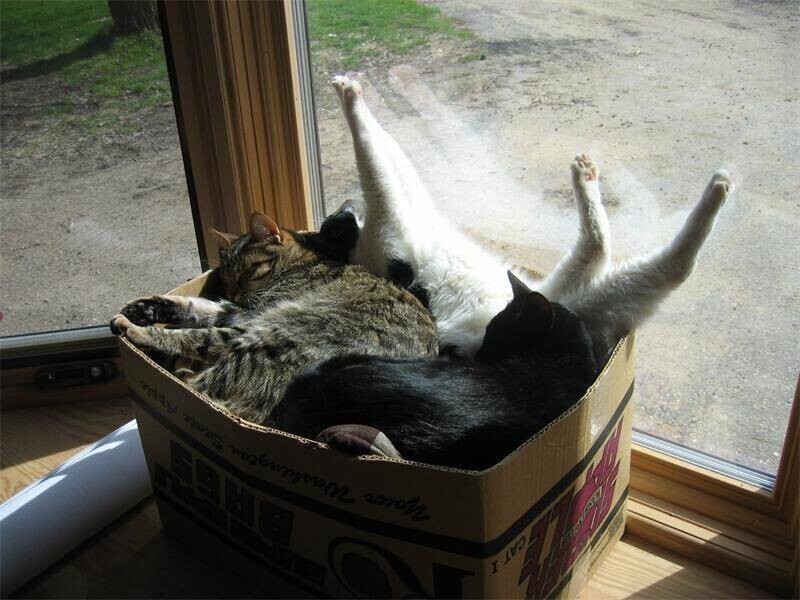 "Свободные коты - в коробке. Выбирайте любого"