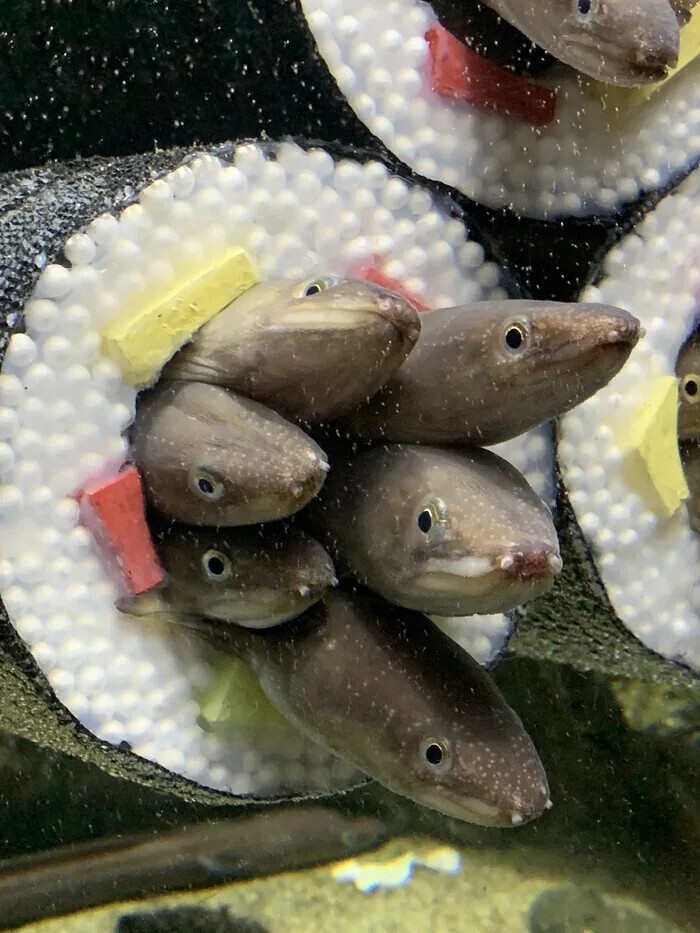 В японском аквариуме сделали домики для угрей в виде суши