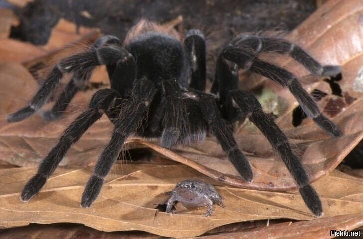 В качестве домашних питомцев тарантулы заводят лягушек