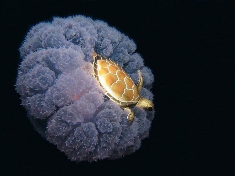Черепаха верхом на медузе