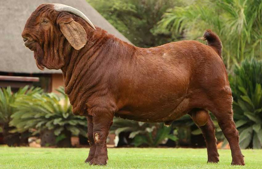 Калахарская красная коза: Коза-шарпей неизвестного происхождения поражает своей выносливостью и силой