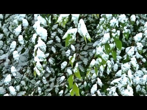 Первый снег | Музыка 