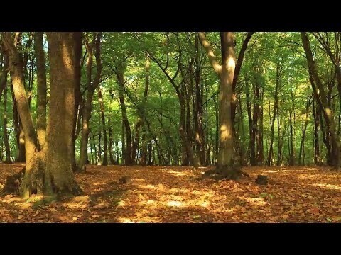 Лес, деревья. Красивая природа. Релакс музыка 