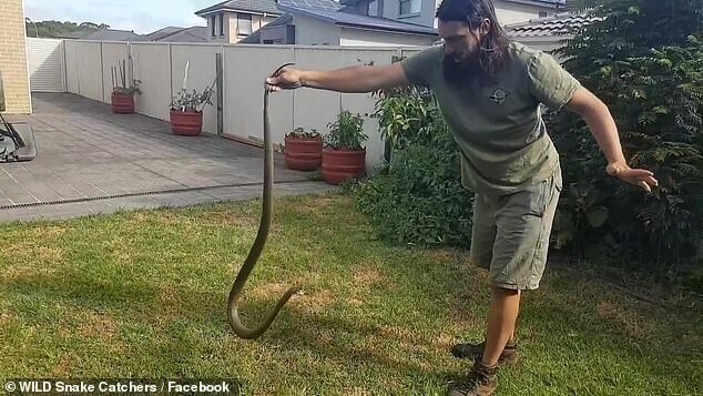 Видео: профессиональный ловец змей с трудом обезоружил ядовитую рептилию