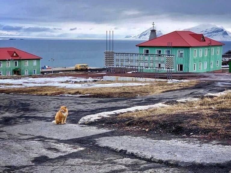 Как живет кот Кеша, маскирующийся под песца на архипелаге Шпицберген