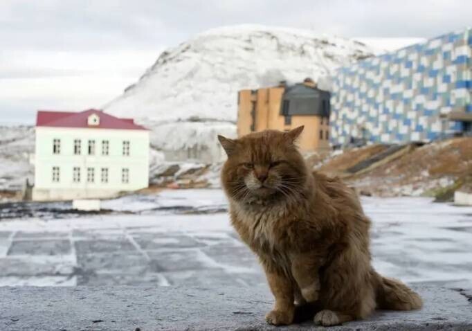 Как живет кот Кеша, единственный на Шпицбергене, и почему его называют песцом