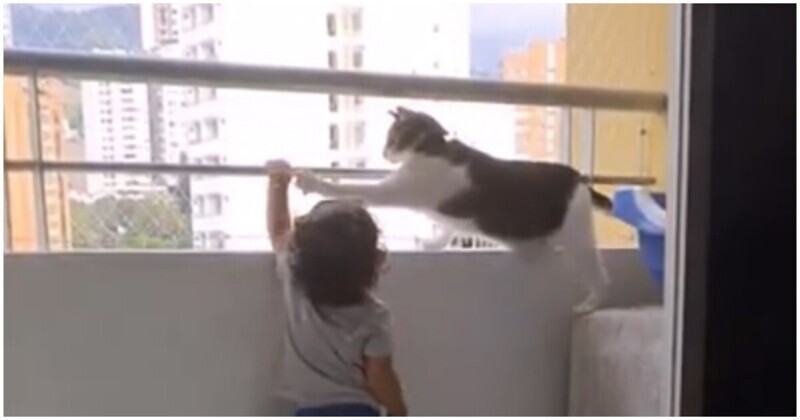 Не в мою смену: бдительный кот присматривает за мальчиком на балконе
