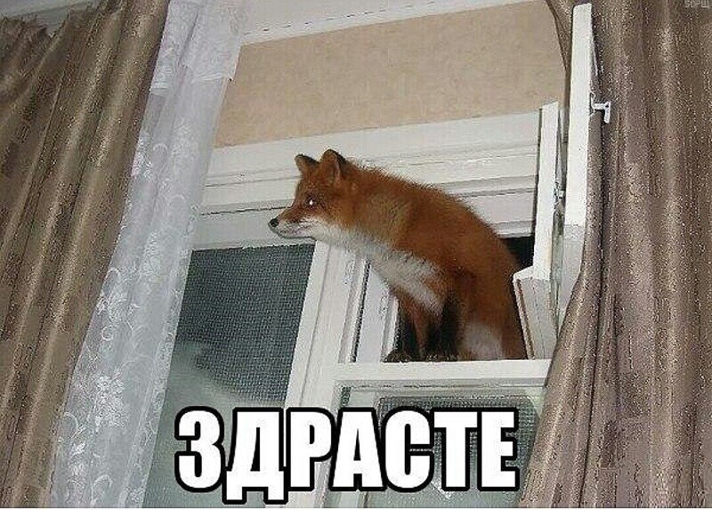 О политике и не только