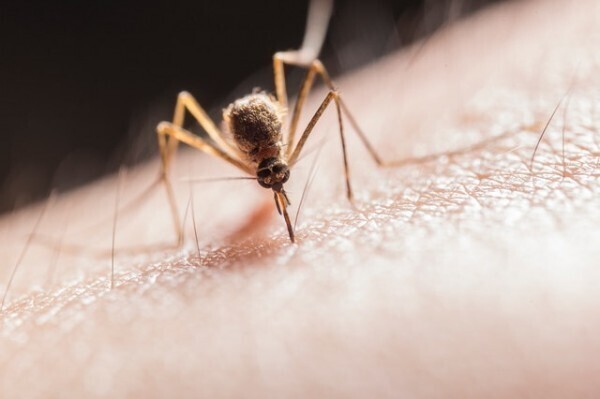Комары - самые смертоносные животные на планете