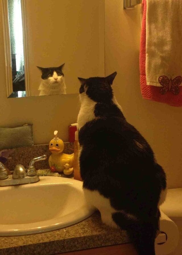 Наш кот так смотрит на своё отражение, как-будто не может поверить, что это он