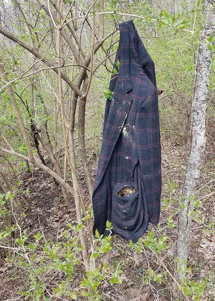 Старый пиджак, висящий в лесу, с птичьим гнездом в кармане