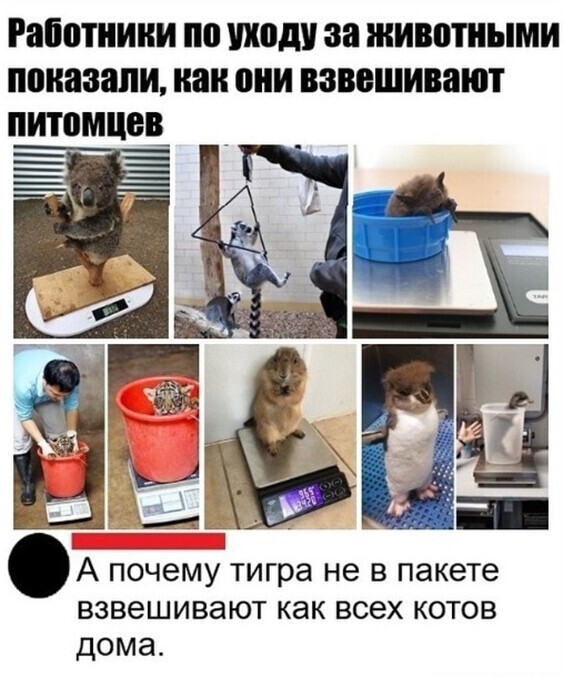 Смешные и познавательные картинки