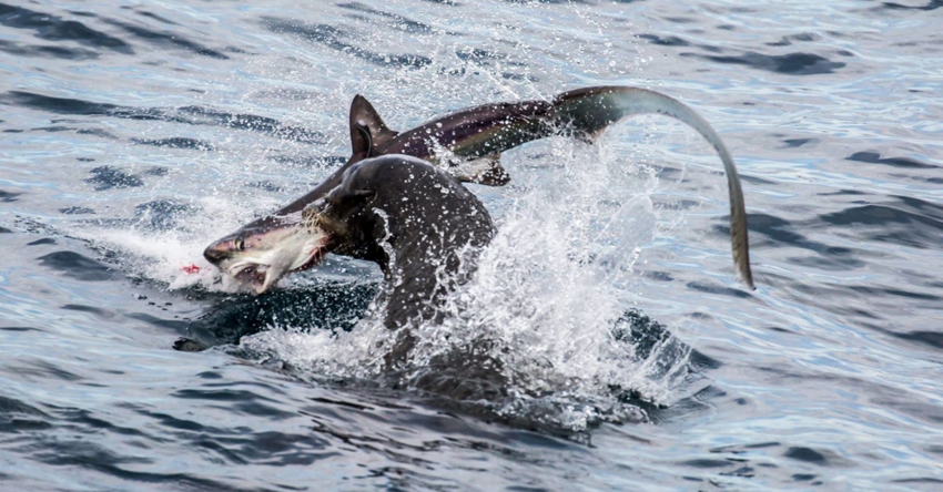Лисья акула: Невероятно милая акула, которая сражается своим хвостом, как боевой плетью