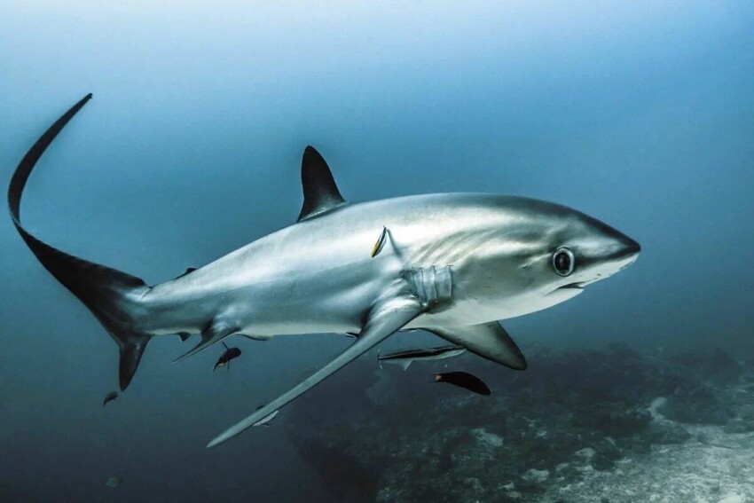 Лисья акула: Невероятно милая акула, которая сражается своим хвостом, как боевой плетью