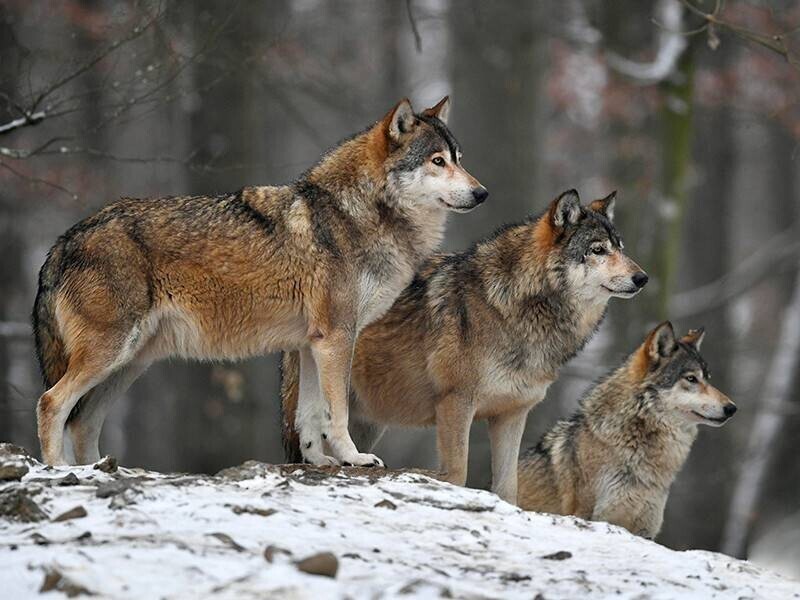 Почему дикие волки могу выходить к людям, и что делать при встрече со зверем 
