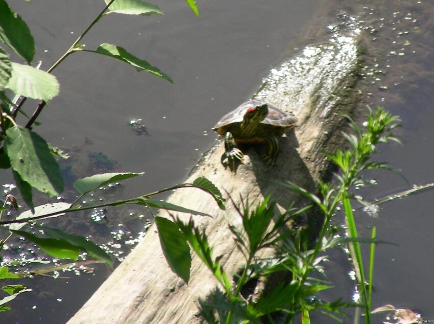 Черепаха в реке Сходня, в Москве