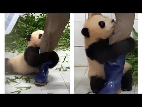 Очаровательный малыш панды не желает отпускать смотрителя зоопарка 