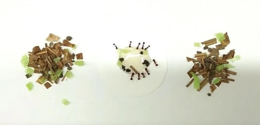 Орудия труда у муравьёв: Насекомые в очередной раз доказали, что они не глупее приматов