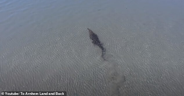 Дрон заснял момент встречи акулы и крокодила под водой