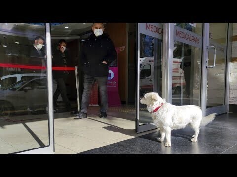 FAZ: «турецкий Хатико» — собака, ждавшая хозяина у дверей больницы почти неделю, стала знаменитостью 